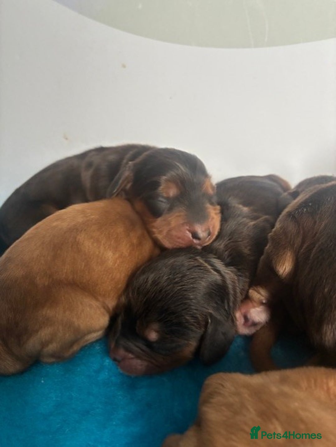 Cockapoo dogs for sale: ✨ Superb F1 Cockapoo pups ✨ - Image 7