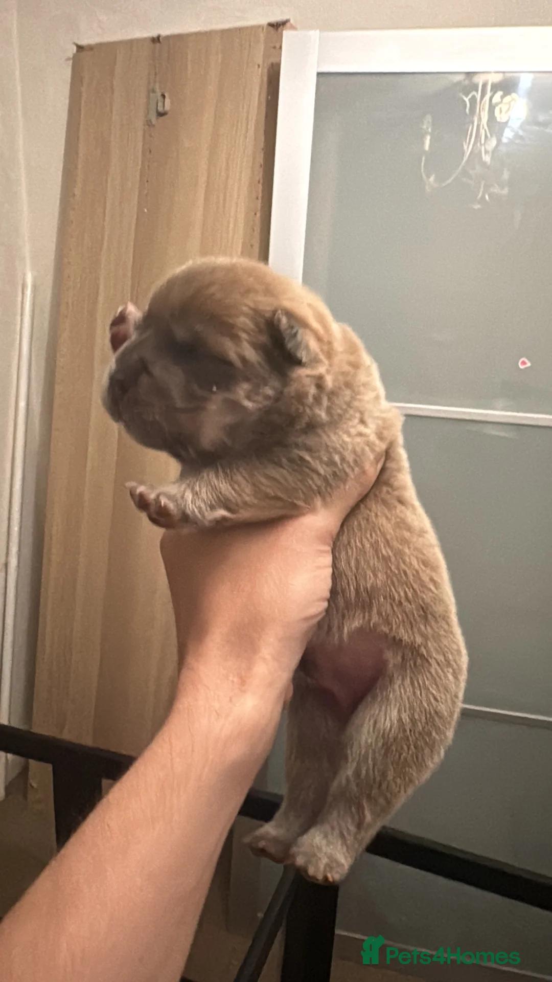 Chow Chow dogs for sale: Smooth Coat Chow Chow Male Puppy – Cinnamon  - Advert 9