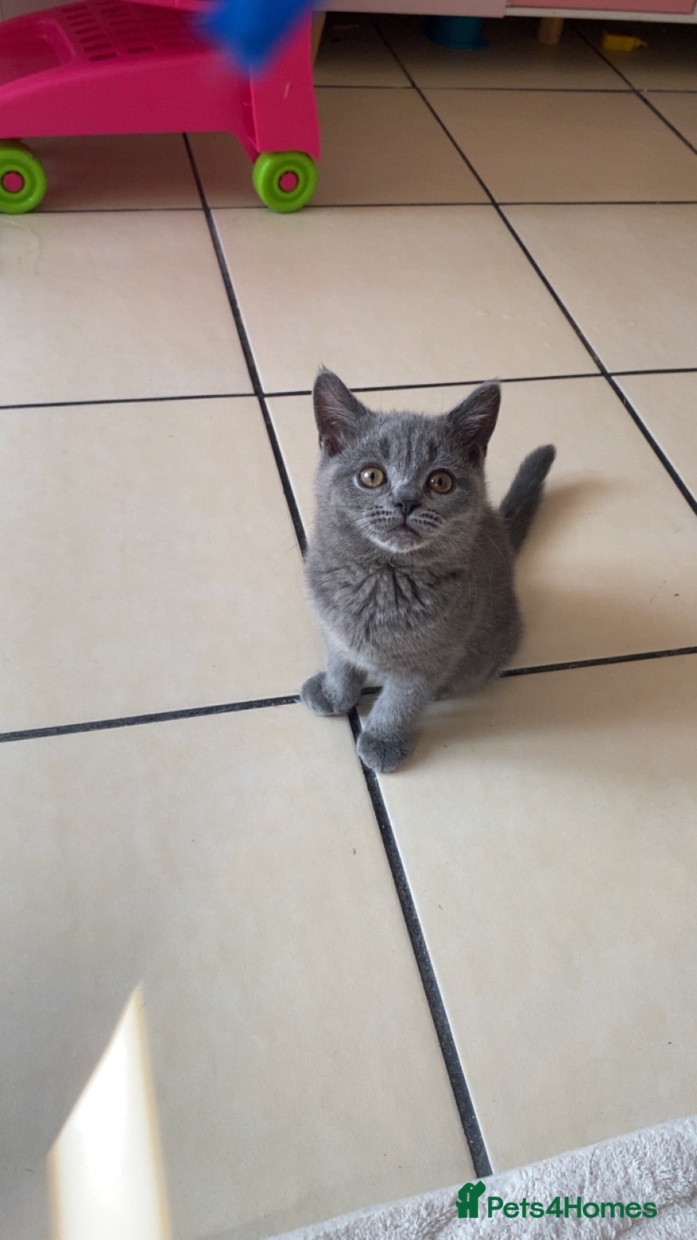 British Shorthair cats One beautiful girl available  - Advert 1