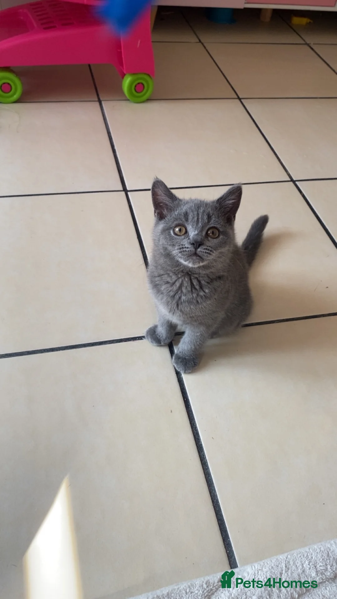 British Shorthair cats for sale: One beautiful girl available  - Advert 1
