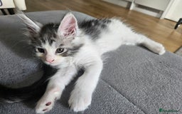 Maine Coon cats for sale: Maine coon kittens  - Image 18