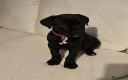 Mixed Breed dogs for sale: Stunning dogue de Bordeaux X cane corso - Image 4