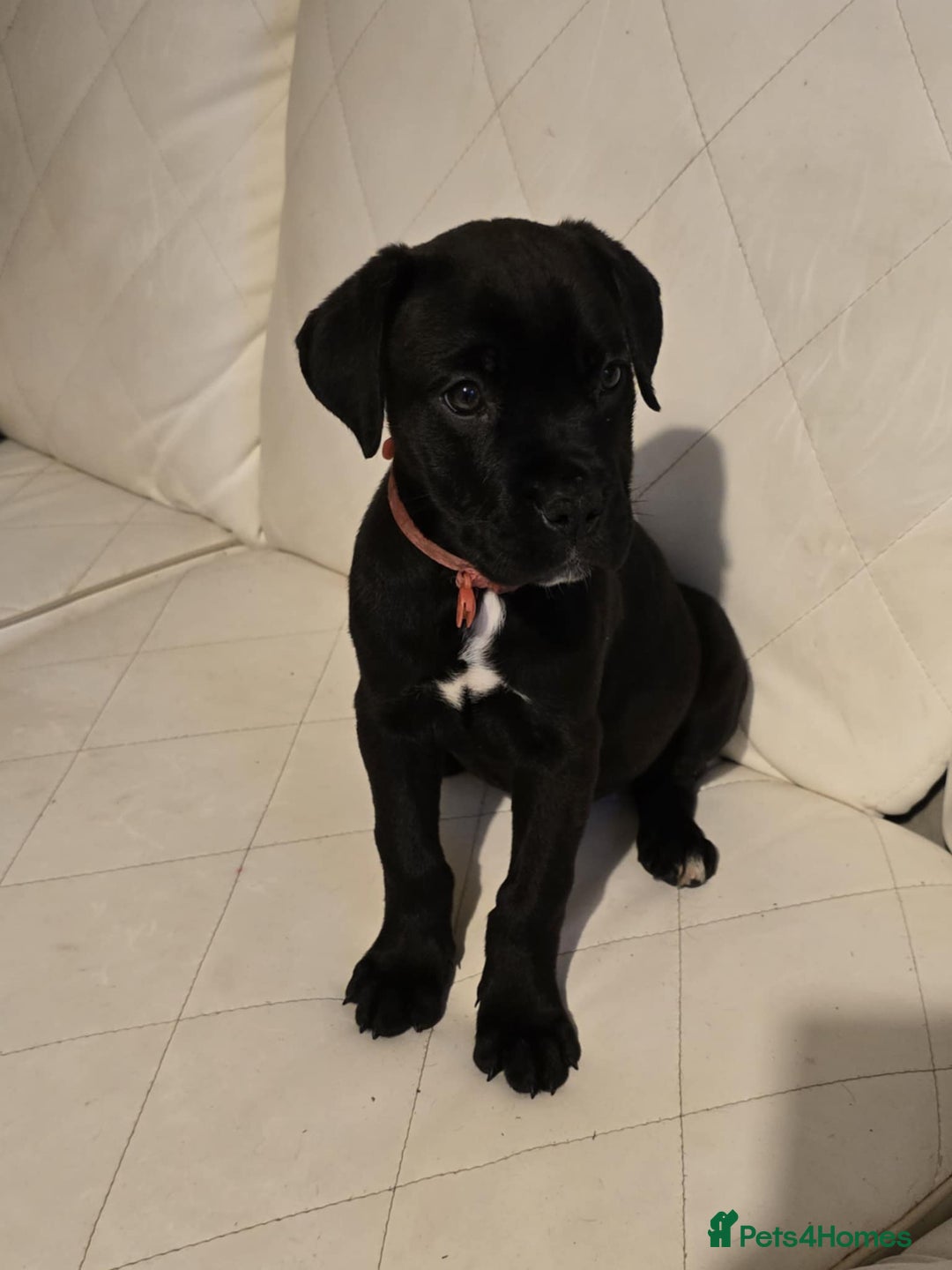 Mixed Breed dogs for sale: Stunning dogue de Bordeaux X cane corso - Image 4