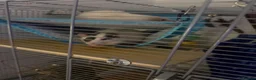 Rat rodents for sale: male fancy /dumbo rats - Advert 2
