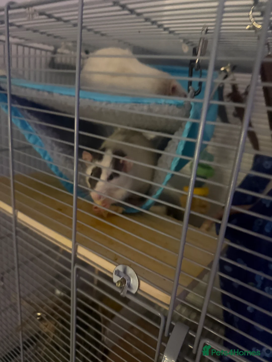 Rat rodents for sale: male fancy /dumbo rats - Advert 2