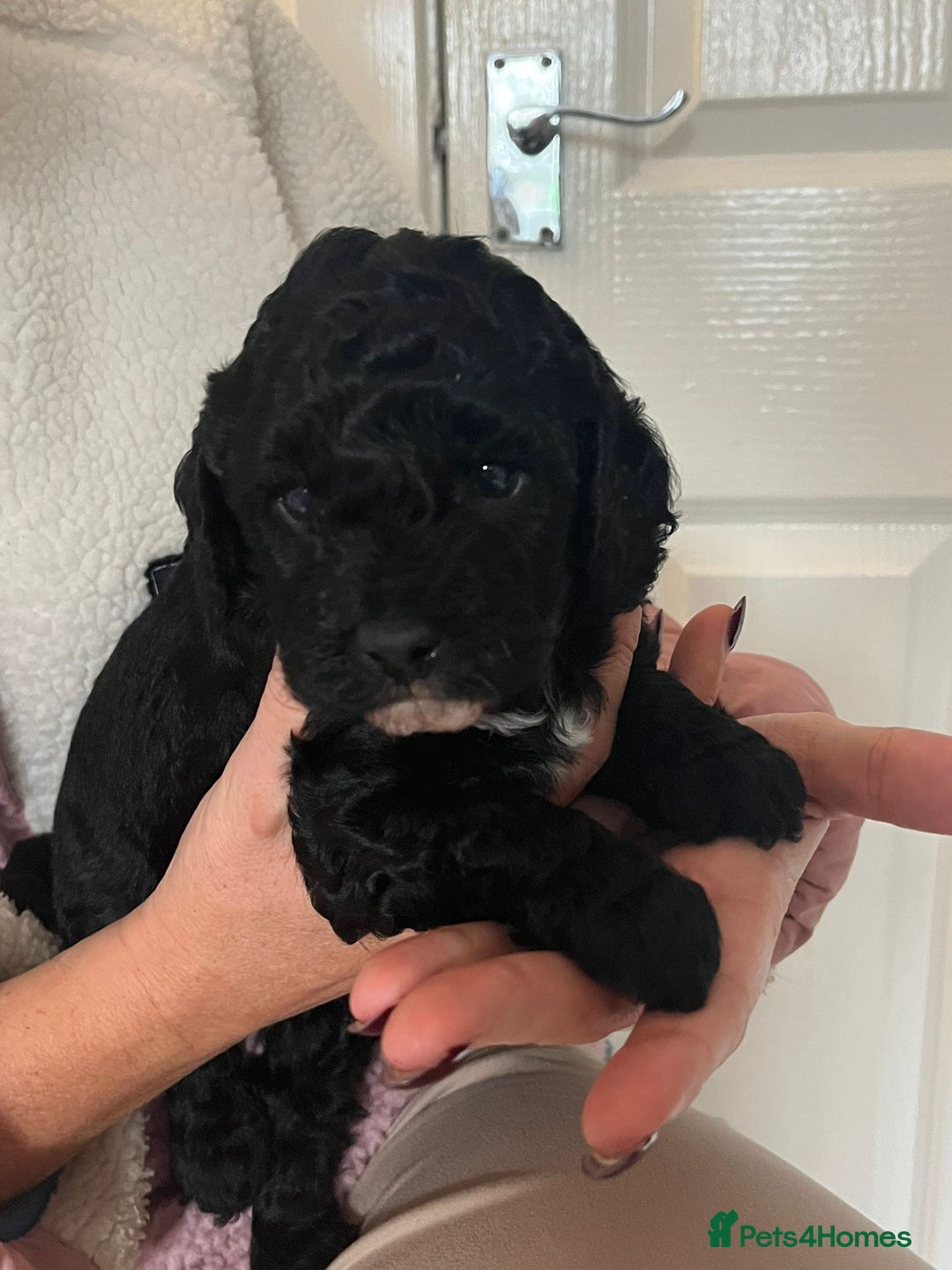 Cavapoo dogs for sale: F1b Cavapoo - Advert 6