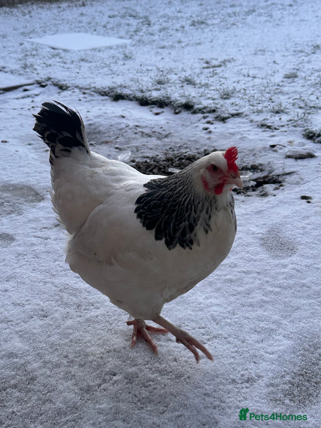 Chickens poultry for sale: Two Hens for Rehoming – Very Friendly - Advert 10