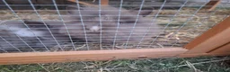 Lionhead rabbits for sale: 2 Beautiful Fluffy Lionhead-Type Rabbits for Home in Reading - Advert 7