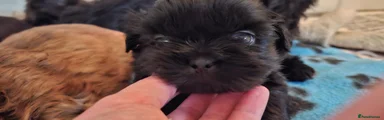 Shih Tzu 1