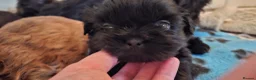 Shih Tzu dogs for sale: 5 beautiful KC reg shih Tzu puppies  - Advert 28