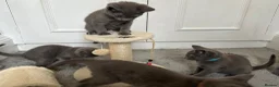 Russian Blue cats for sale: Russian Blue Kittens  - Advert 14