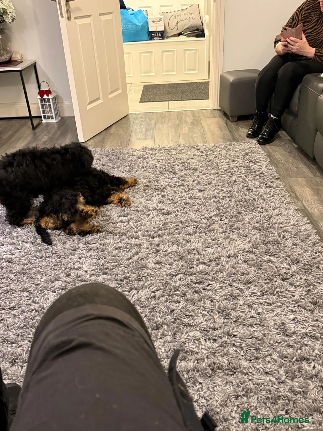 Bernedoodle dogs for sale: Beautiful Toy Bermedoodle puppies - Advert 11