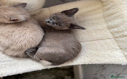 Burmese cats for sale: Burmese kittens for sale  - Image 4