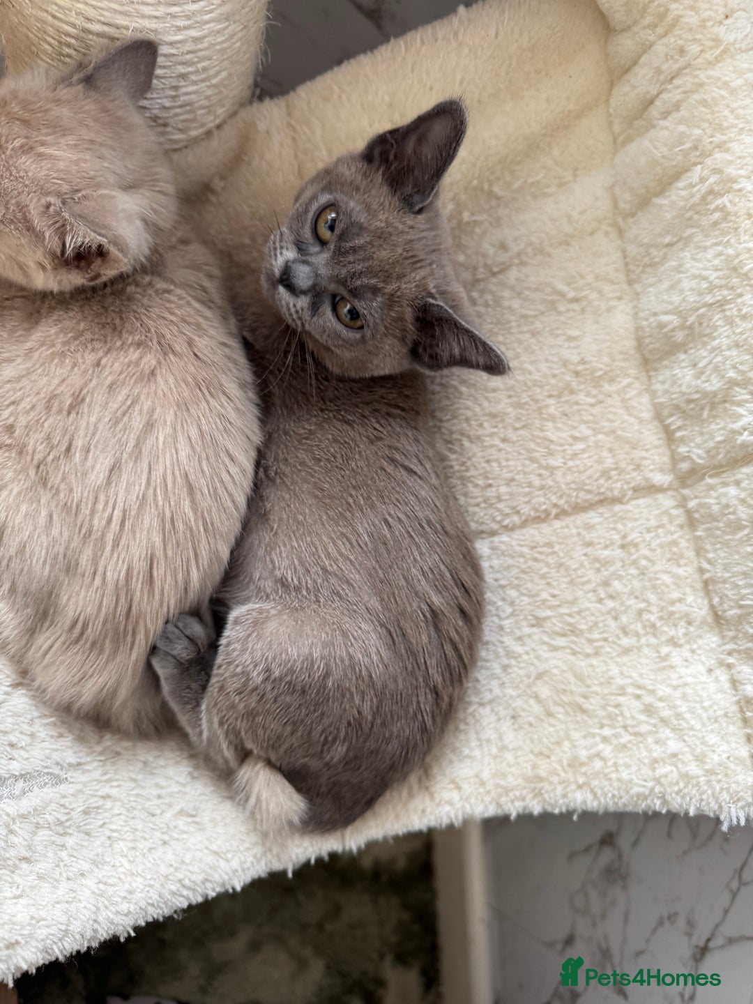 Burmese cats for sale: Burmese kittens for sale  - Image 4
