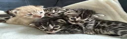 Bengal cats for sale: Bengal Kittens For Sale (6 Left) - Advert 8