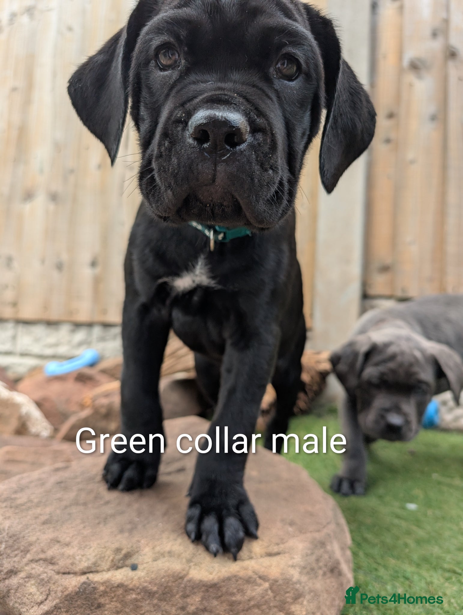 Cane Corso dogs Cane corso puppies  - Advert 6