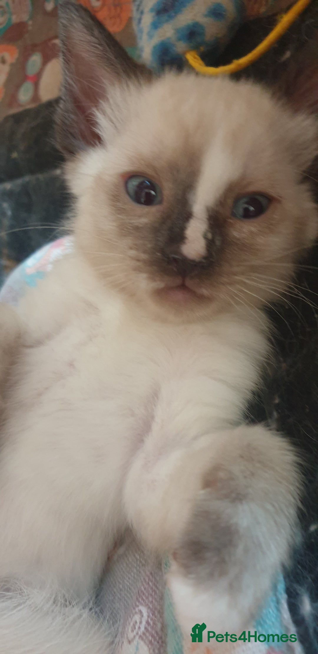 Ragamese cats for sale: Beautiful Ragamese Kittens  - Advert 26