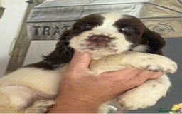 Cocker Spaniel dogs for sale: Kc registered Adorable Show cocker   puppy’s 🐶🐶 - Image 13