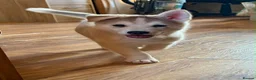 Siberian Husky dogs for sale: Exceptional Siberian Husky x Gsd Puppy - Advert 9