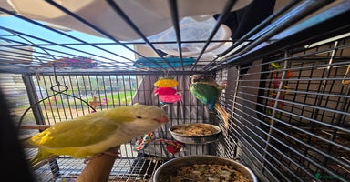 Conures birds - Advert 10