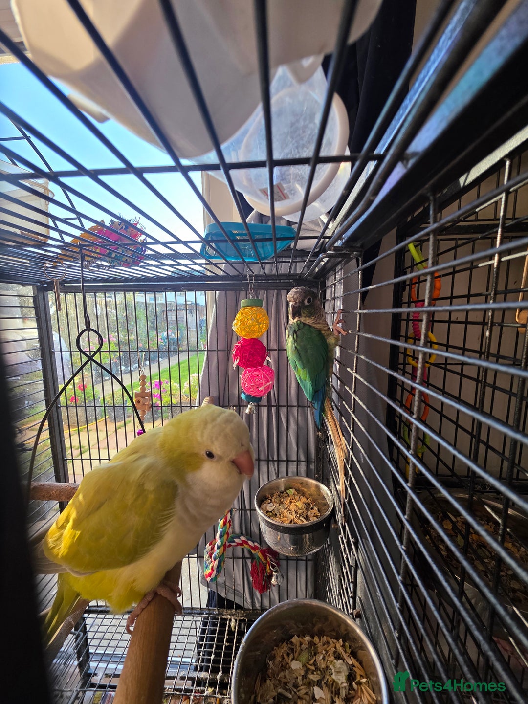 Conures birds for sale: One male Conure and one female Quaker - Image 3