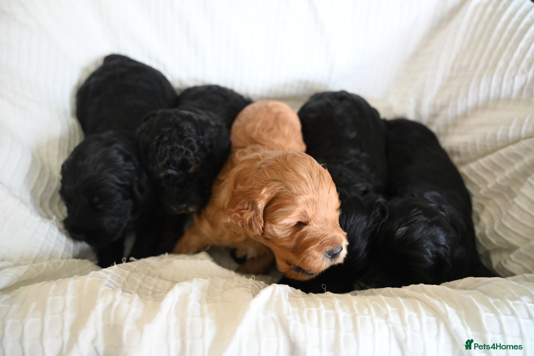 Cockapoo dogs 🐾F2 Cockapoos Puppies Wiltshire💗💗💗💙💙 - Advert 1