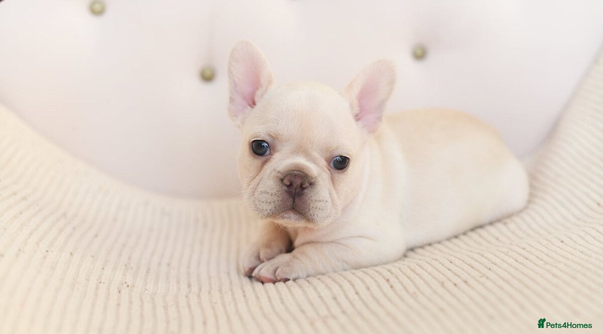 French Bulldog dogs 😍 Beautiful french bulldog puppies 🥰 - Advert 1