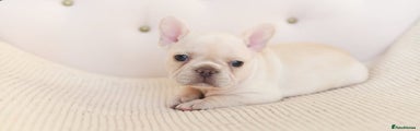 French Bulldog Puppy 1
