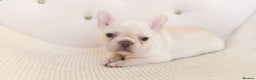 French Bulldog dogs for sale: 😍 Beautiful french bulldog puppies 🥰 - Advert 1