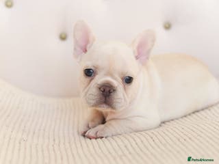 French Bulldog dogs 😍 Beautiful french bulldog puppies 🥰 - Advert 1