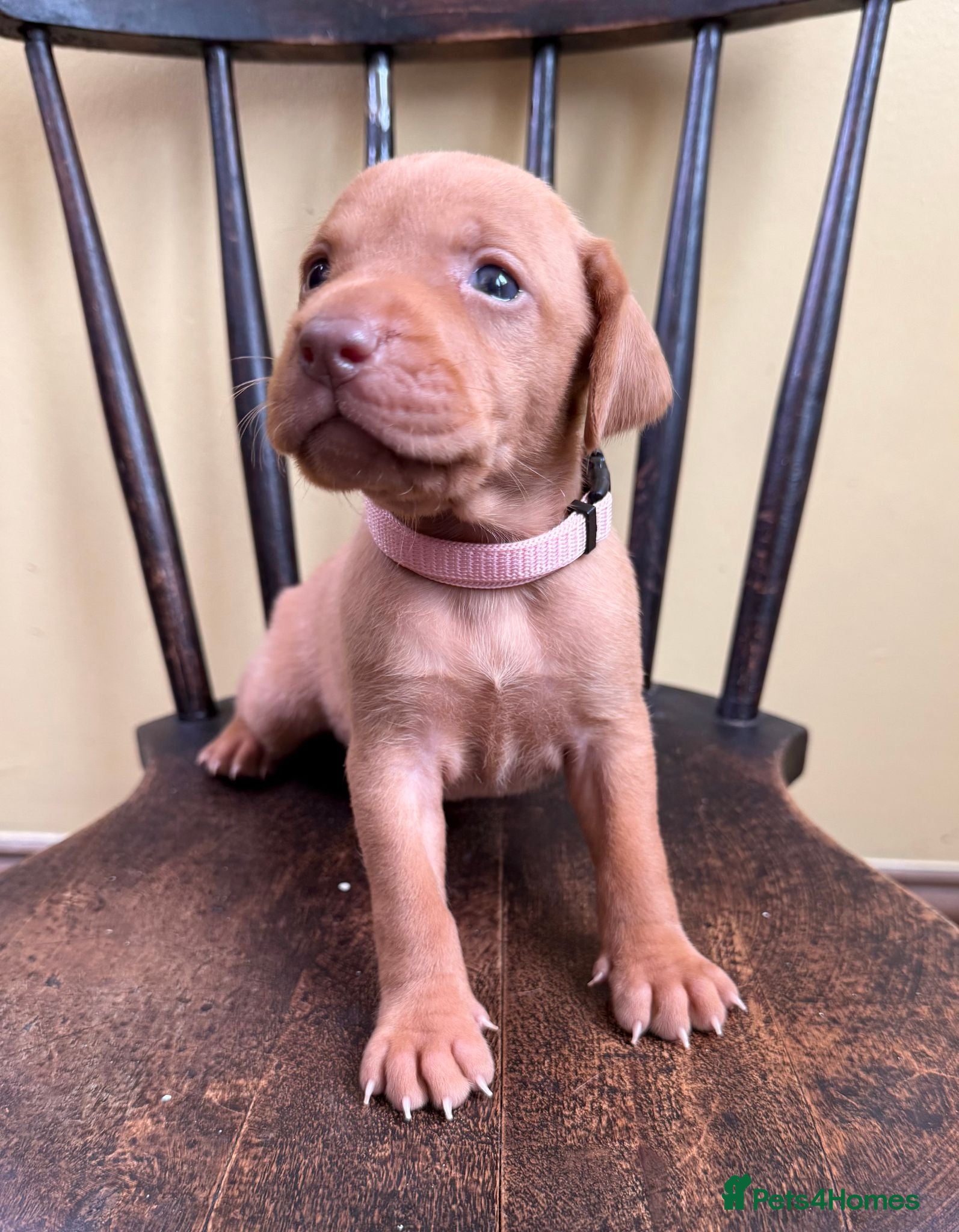 Hungarian Vizsla dogs KC Reg Hungarian Vizsla pups Hip/Elbow DNA Tested - Advert 10