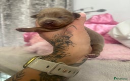 Mixed Breed dogs for sale: Xxx TINY dachshund x chihuahua puppies xxx - Image 33