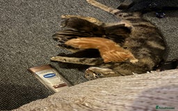 Mixed Breed cats for sale: My lovely cat for sell  - Image 5