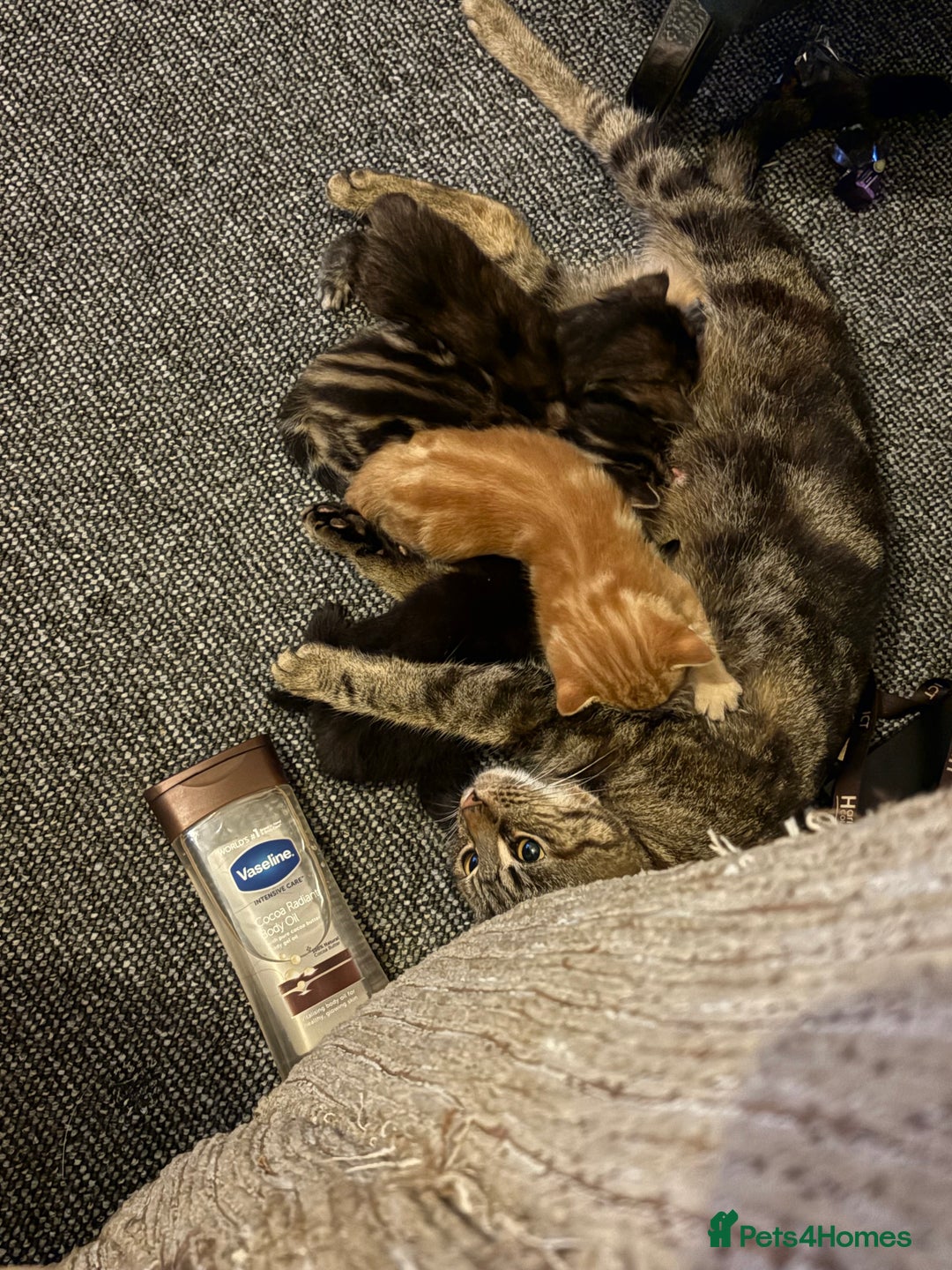 Mixed Breed cats for sale: My lovely cat for sell  - Image 5