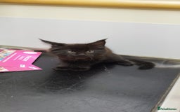 Maine Coon cats for sale: Tica pedigree MC kittens-ready for new home  - Image 19