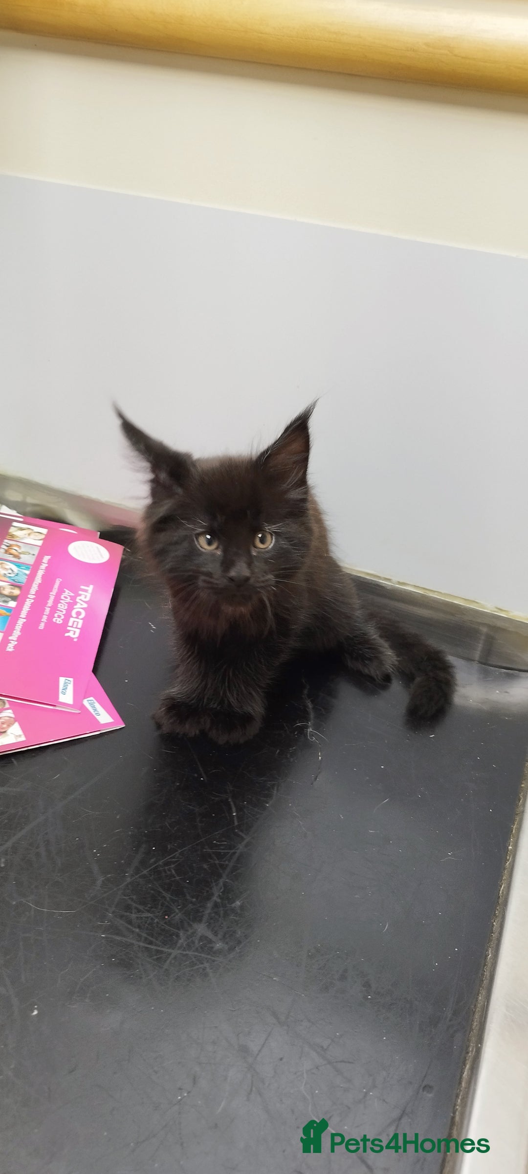 Maine Coon cats for sale: Tica pedigree MC kittens-ready for new home  - Image 19