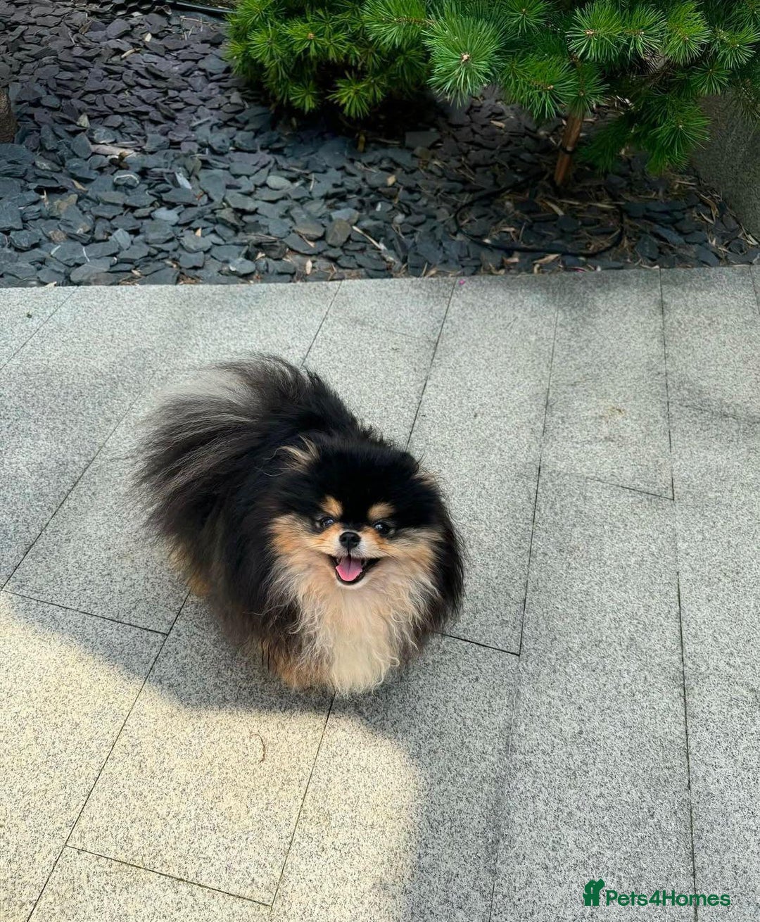 Pomeranian dogs for sale: Pomeranian - Advert 5