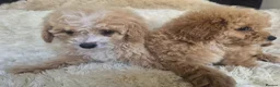 Cavapoo dogs for sale: Toy cavapoos heath checked 100 percent perfect - Advert 10
