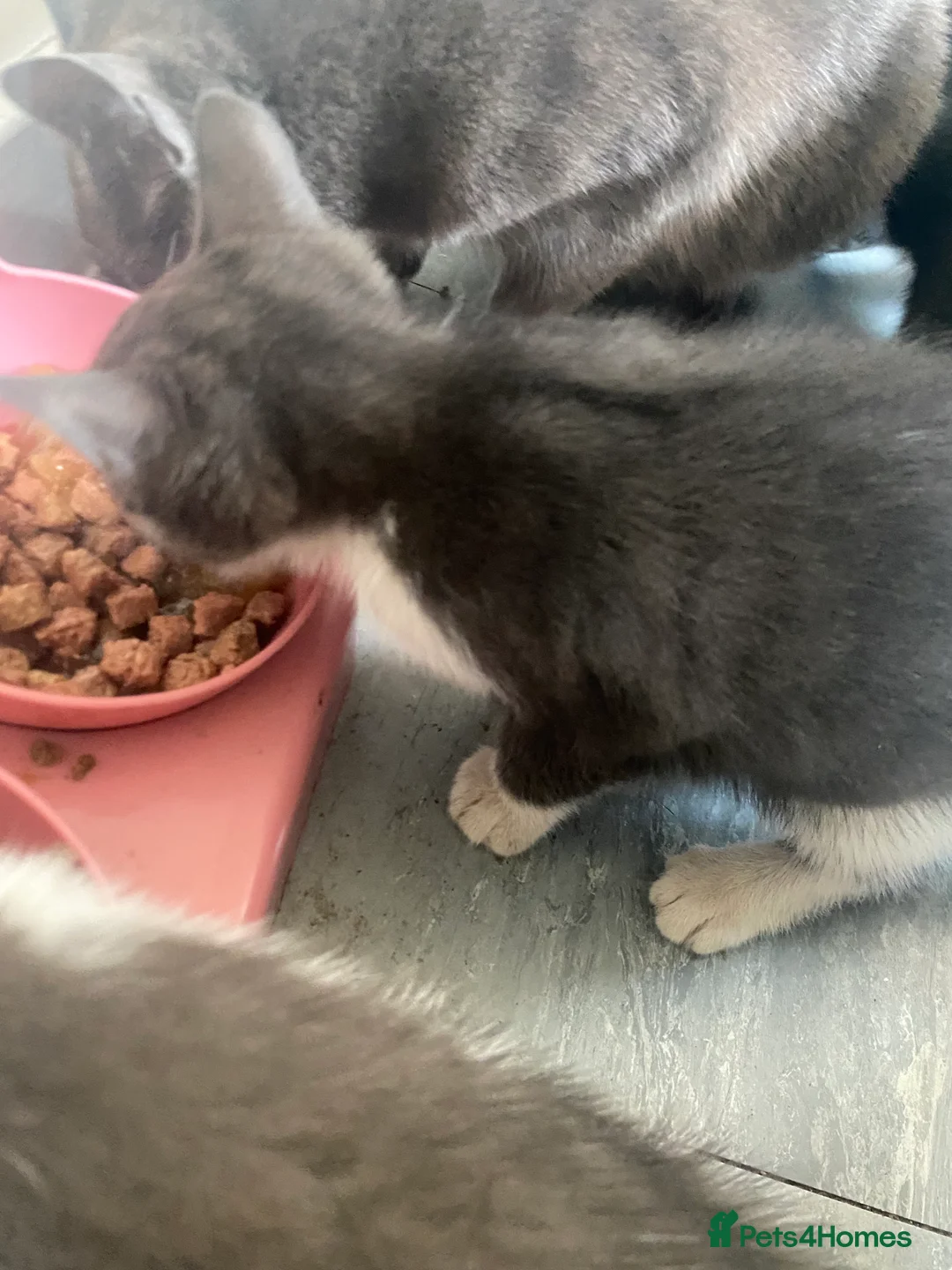 Mixed Breed cats for sale: Kittens for sale  - Advert 2