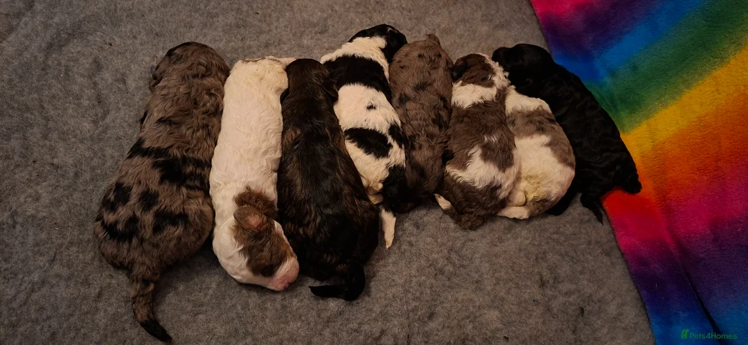 Cavapoo dogs for sale: STUNNING RARE MERLE FLB CAVAPOO PUPPIES  - Advert 10