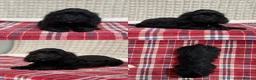 Cockapoo dogs for sale: STUNNING COCKAPOO PUPPIES READY NOW  - Advert 7