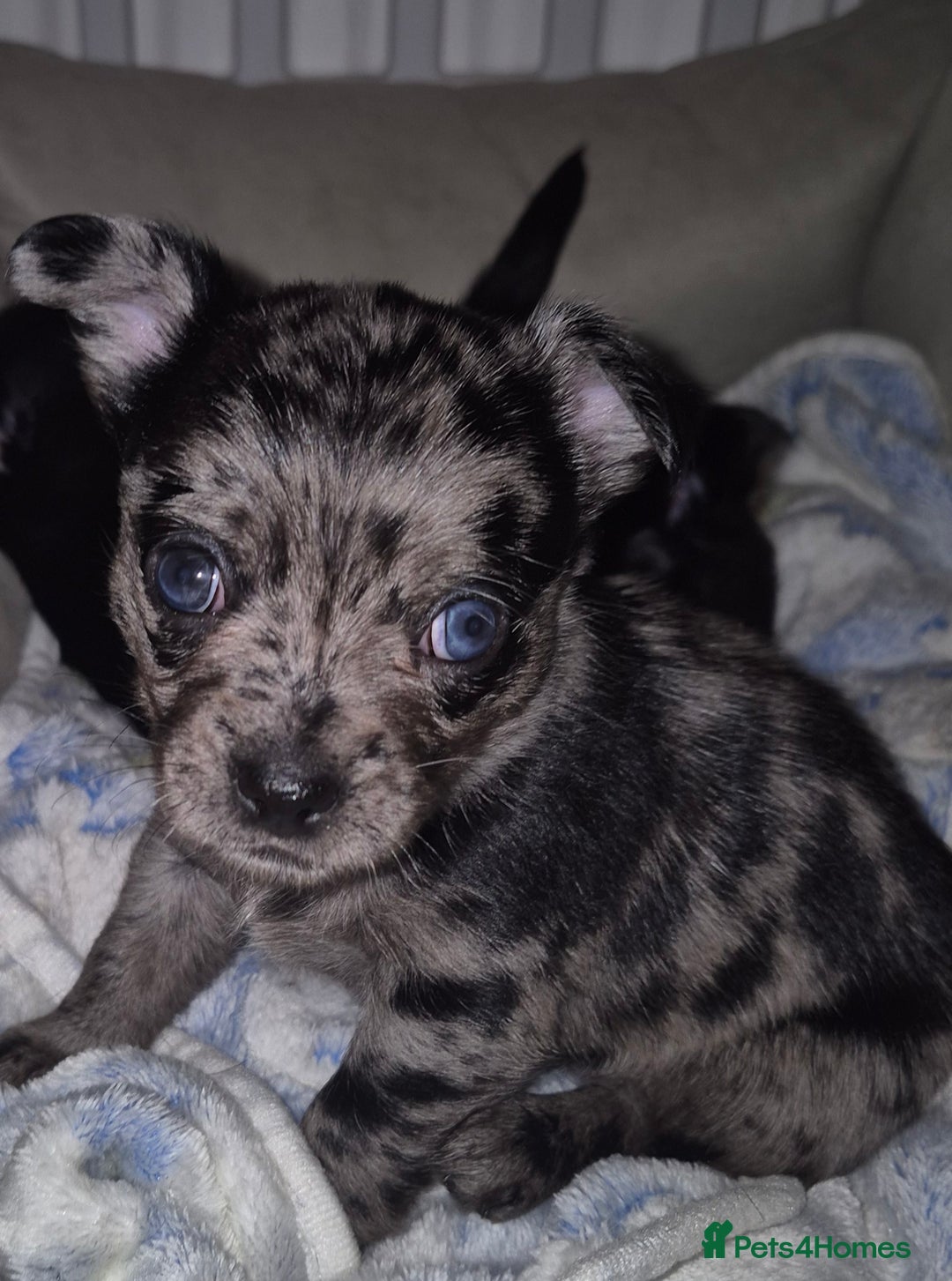 Chihuahua dogs for sale: 4 pure breed chihuahua, 2 merle  2 twins - Advert 4