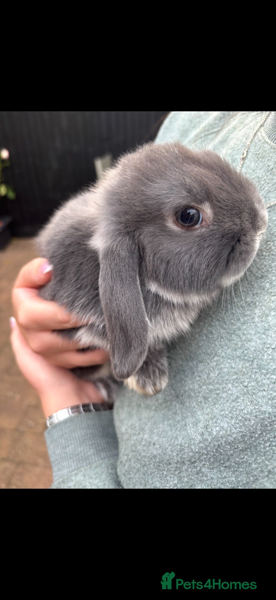 Mini Lop rabbits for sale: Pure bred 10 week 6 day old baby mini lops  - Advert 1
