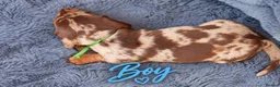 Miniature Dachshund dogs for sale: ❤️KC registered 8 Miniature Dachshund Puppies ❤️ - Advert 13