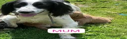 Cocker Spaniel dogs for sale: Beautiful cocker spaniel puppies for sale  - Advert 7
