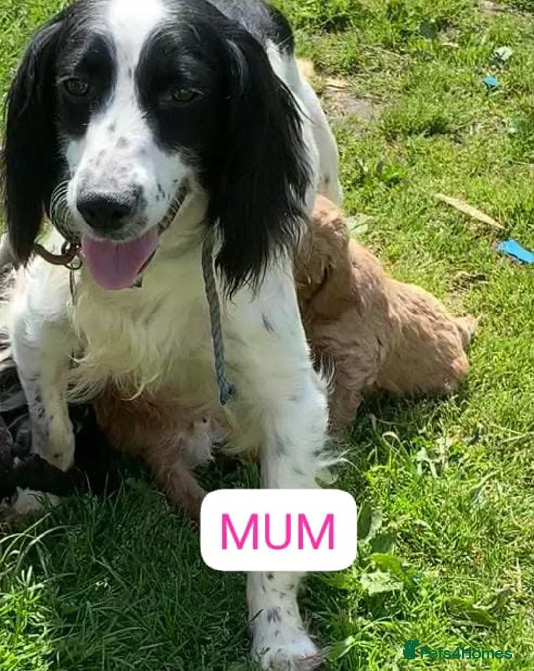 Cocker Spaniel dogs for sale: Beautiful cocker spaniel puppies for sale  - Advert 7