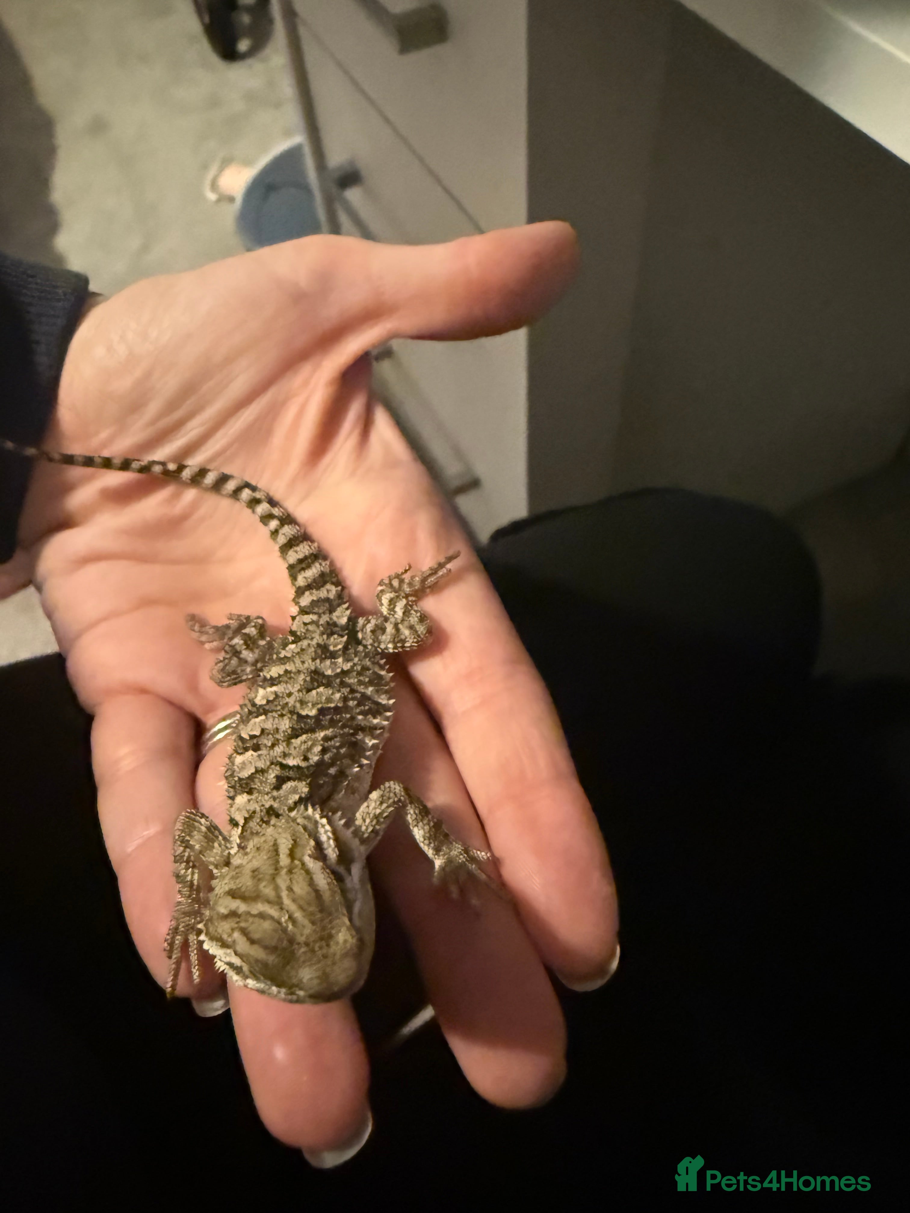 Dragon reptiles Baby Rankin Dragon - Advert 2