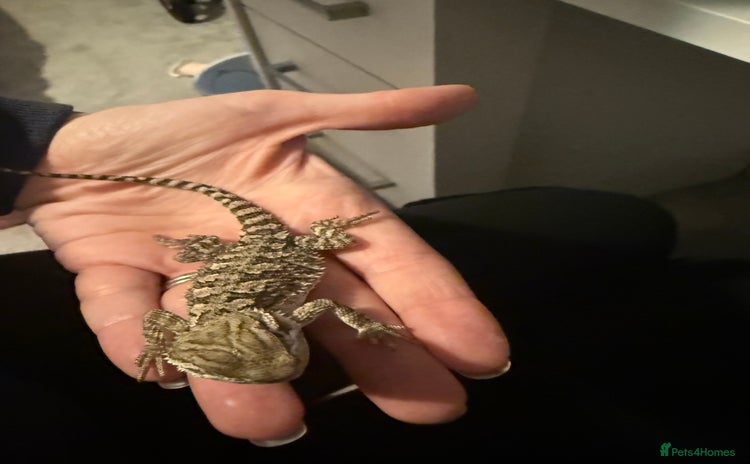 Dragon reptiles - Advert 2