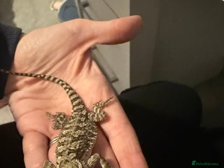 Dragon reptiles - Advert 3