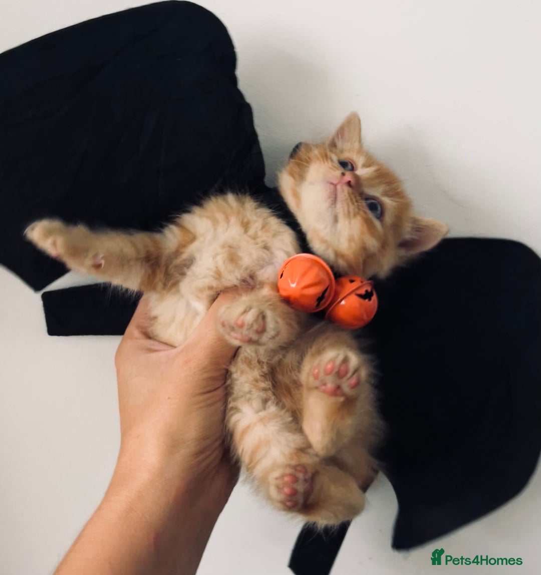 British Shorthair cats for sale: British shorthair X ragdoll  - Image 19
